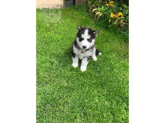 Όμορφη Σιβηρία Husky Puppys